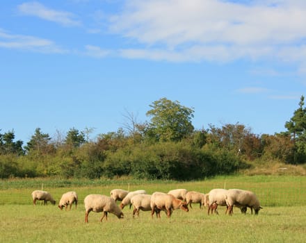 This image shows a little flock of sheep