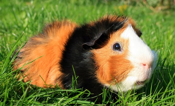 A Portrait from a Guinea Pig