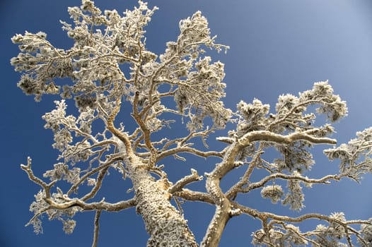 On a background of the light-blue sky a tree in snow.