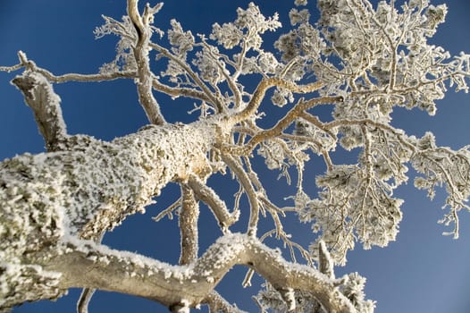 On a background of the light-blue sky a tree in snow.