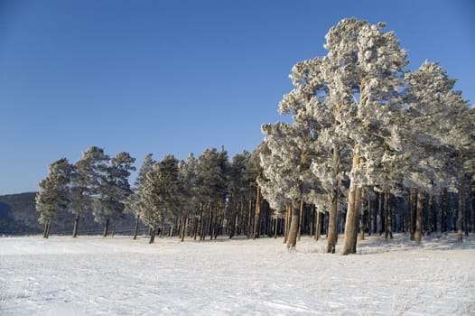 Slope of a mountain. A tree in snow on a background of the light-blue sky.