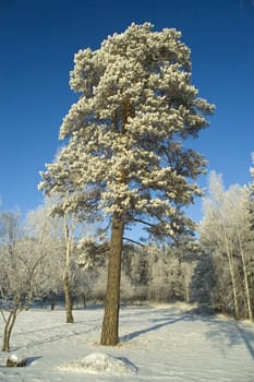 Cold winter day, beautiful hoarfrost and rime on trees