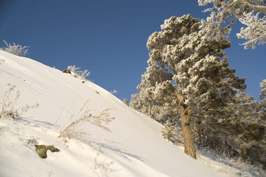 A lonely tree in snow on a rock.