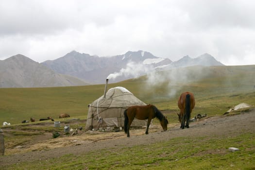 Kyrgyzstan. The horses on a background of a mountain landscape.