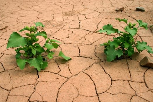On a background of dry ground two green bushes.