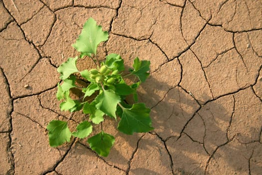 A green grass in desert on a background of dry ground. Wild district.