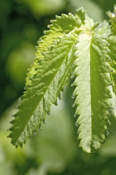 Small silvery drops of dew on a green sheet.