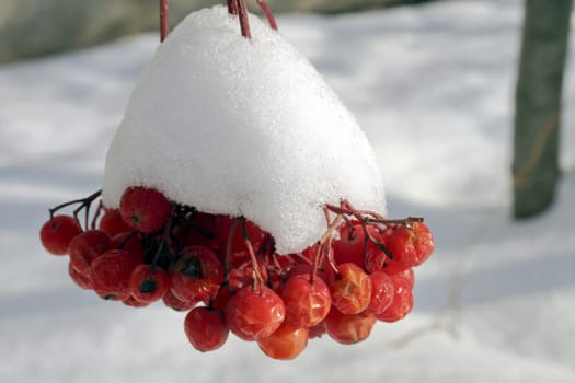Red berries of a mountain ash in snow.