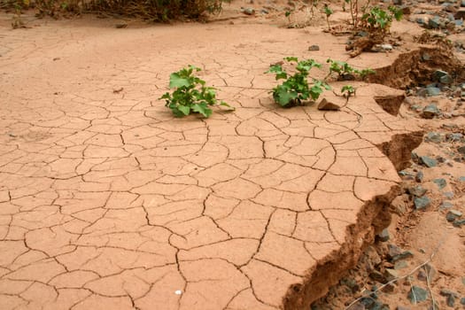 On a background of dry ground two green bushes.