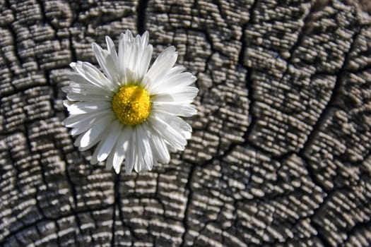 White flower on a background of an old tree.