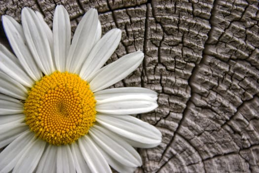 White flower on a background of an old tree.