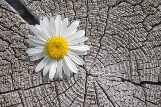 White flower on a background of an old tree.