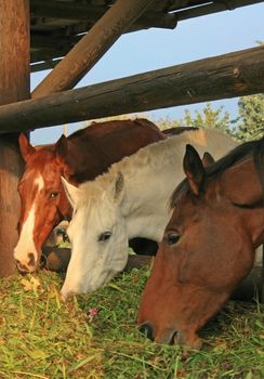This image shows three guzzling horses