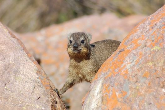 Cape Hyrax, or Rock Hyrax, (Procavia capensis) wild in South Africa.