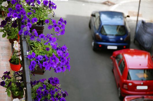 magenta petunias growing on building balcony above urban street