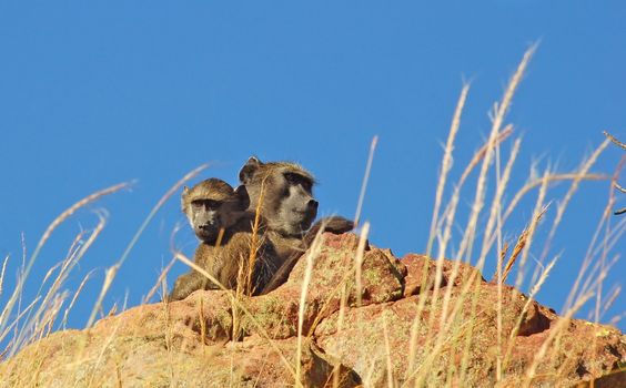 A chacma baboon with her young, photographed in South Africa.
