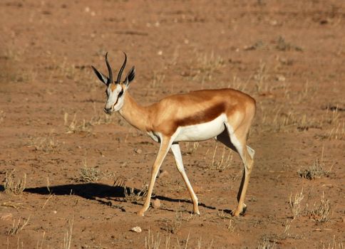 A Springbok Antelope in the Kalahari Desert, Southern Africa.