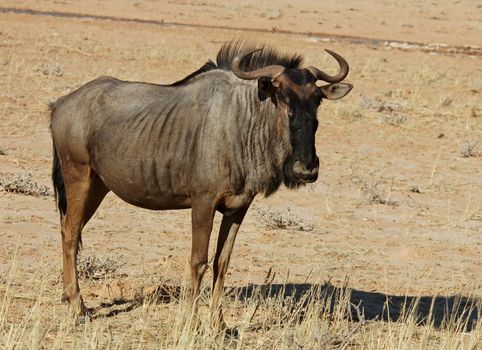Blue wildebeest (Connochaetes taurinus) in the Kgalagadi Transfrontier Park, Kalahari desert, Southern Africa