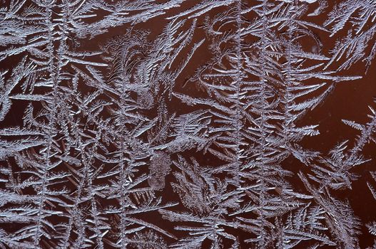 Detail (close-up) of the frost flower 