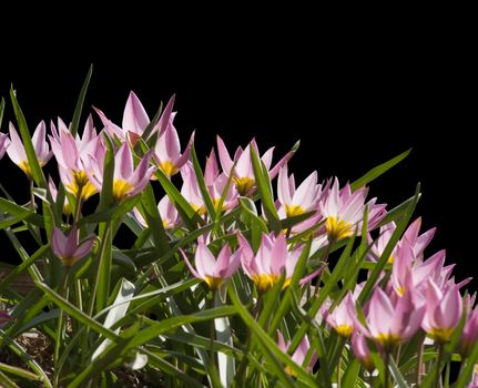 Pink crocuses in back-light over black background