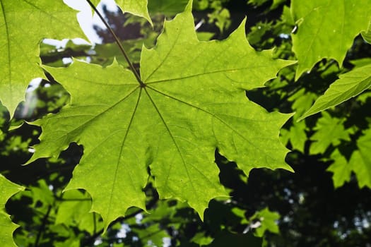 Green maple leaf on a tree in back-light