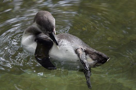 Shot of the penguin