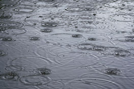 Shot of the rings on water - rain