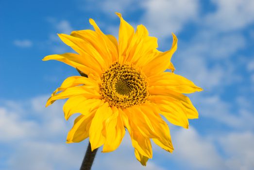 sunflower against the backdrop of the sky