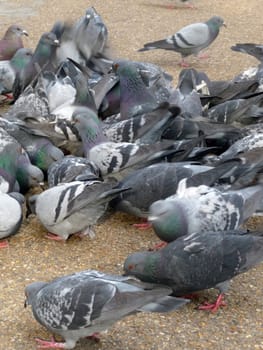 A group of pigeons that are feeding of the ground.