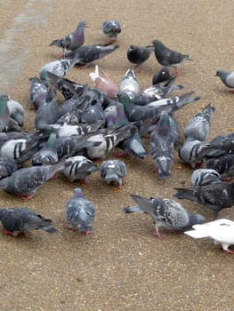 A group of pigeons that are feeding of the ground.
