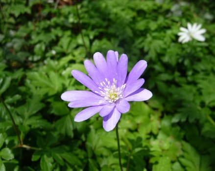 A purple flower with a green leaf background.