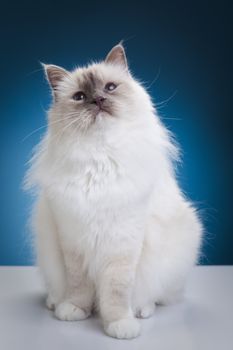 White cat on the white table over blue background