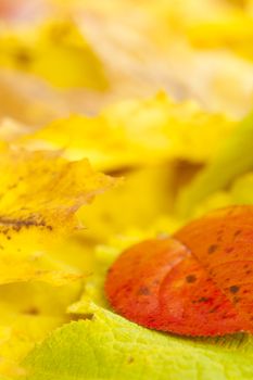 Autumn leaves background with yellow to red colors