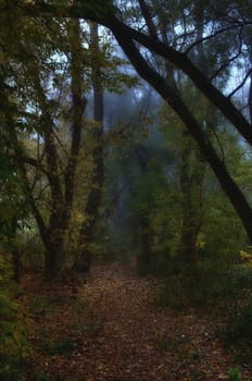 Fog between the trees.