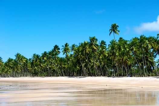 Paradise beach in Ilha do Boipeda, Morro de Sao Paulo, Bahia State, Brazil