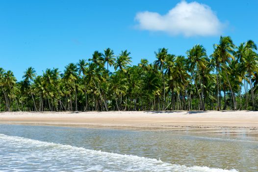 Paradise beach in Ilha do Boipeda, Morro de Sao Paulo, Bahia State, Brazil