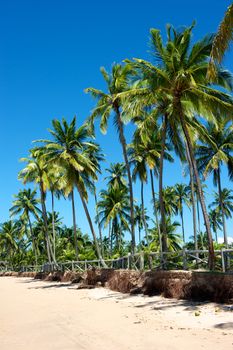 Paradise beach in the Marau Peninsula, Bahia State, Brazil