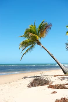 Paradise beach in the Marau Peninsula, Bahia State, Brazil