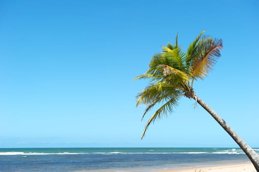 Paradise beach in the Marau Peninsula, Bahia State, Brazil