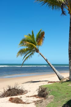 Paradise beach in the Marau Peninsula, Bahia State, Brazil