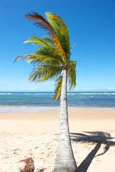 Paradise beach in the Marau Peninsula, Bahia State, Brazil