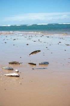 Paradise beach in the Marau Peninsula, Bahia State, Brazil