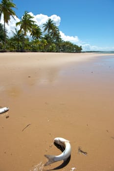 Paradise beach in the Marau Peninsula, Bahia State, Brazil