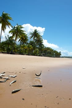 Paradise beach in the Marau Peninsula, Bahia State, Brazil