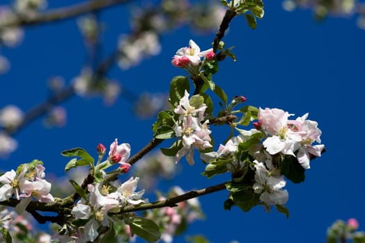 Cherry tree branch in bloom