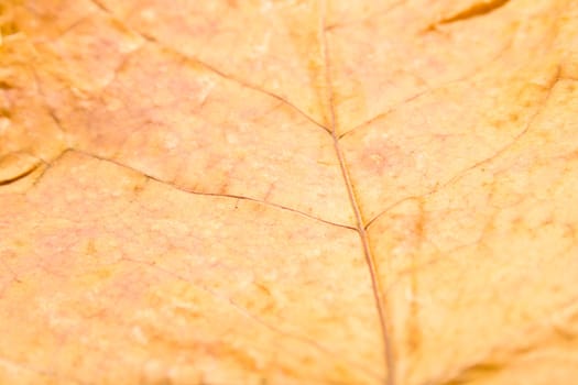 Autumn maple leaf. Background, shallow DOF