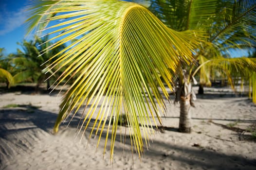 Paradise beach in the Marau Peninsula, Bahia State, Brazil