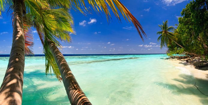 Tropical Paradise at Maldives with palms and blue sky