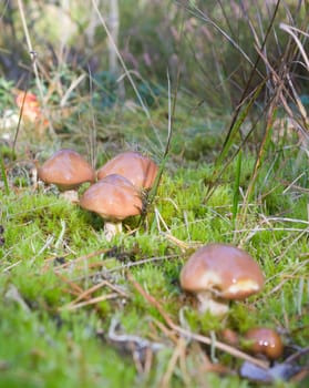 wild mushrooms