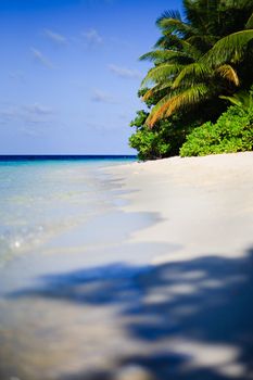 Tropical Paradise at Maldives with palms and blue sky